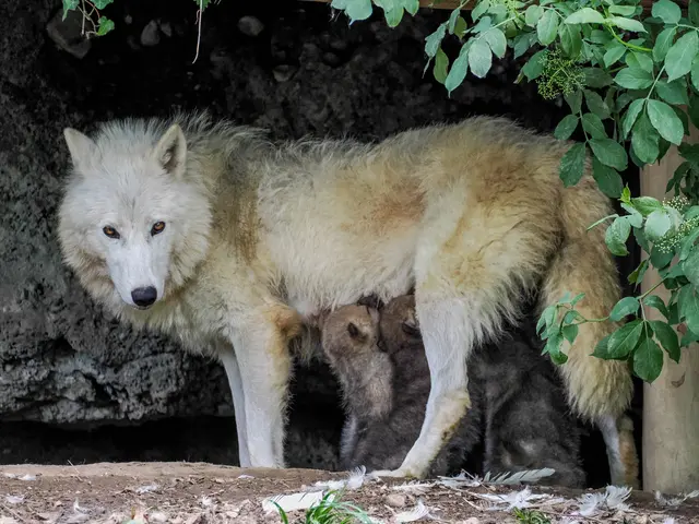 Foto: Zoo Salzburg/Angelika Köppl