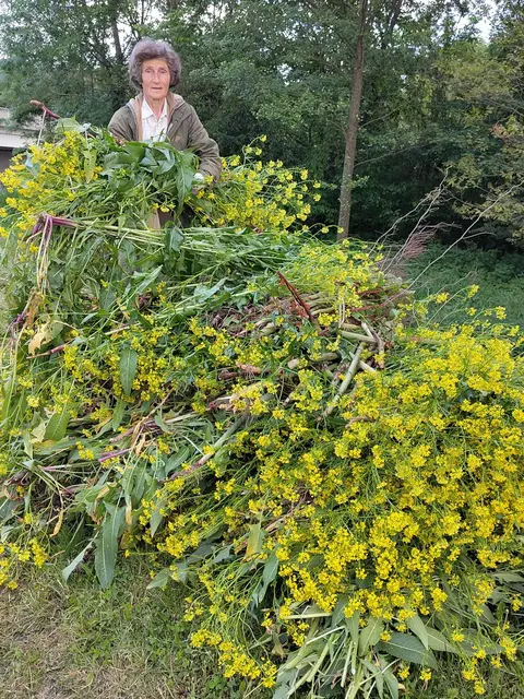 Am 19.5. haben 12 Bürger aus Lanzenkirchen, Baden, Bad Erlach, Katzelsdorf, Schwarzau im Steinfeld am Leitha-Damm in Lanzenkirchen das invasive Zackenschötchen entfernt.  | Foto: KAT