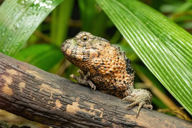 Gut in Schmiding angekommen: Eine Gruppe extrem seltener "lebende Fossile": Die Chinesischen Krokodilschwanzechsen. | Foto: Zentrum für Biodiversität Schmiding