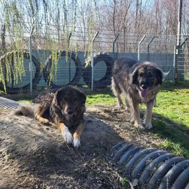Im Tierheim warten derzeit mehrere Hunde auf Menschen, die ihnen eine zweite Chance schenken. | Foto: Dechanthof