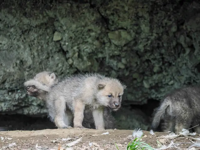Foto: Zoo Salzburg/Angelika Köppl