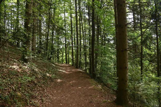 Der Kinderlieder-Wanderweg, eine 2,5 km Runde, wurde im Wanderdorf Bad Kreuzen eröffnet. An zehn Stationen kann man sich Kinderlieder anhören und mitsing. Die Zeichnungen dazu wurden von den Mädchen und Buben des Kindergartens gestaltet.  | Foto: Robert Zinterhof