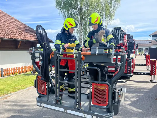 Die Feuerwehr brachte die Katze sicher zurück auf den Boden. | Foto: FF Waidhofen/Thaya