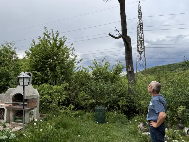 Im Garten von Thomas Epple. Hier verdeckten einmal hohe Bäume den Blick auf die Stromleitung und hielten Dreck und Lärm der Autobahn ab. | Foto: Lauren Fahrenberger / MeinBezirk