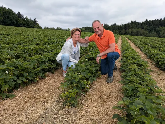 Christine Hofbauer und Alois Scharnböck auf dem Erdbeerfeld in der Ortschaft Bach in Schardenberg. Ende Mai 2026 sollen die Früchte bereit zum Pflücken sein. Feldbesitzer Scharnböck bittet um Rücksicht beim Durchgehen durch die Reihen.