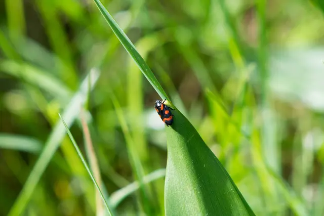 Auf dem Bild ist eine Zikade zu sehen. | Foto: Christian Kolb