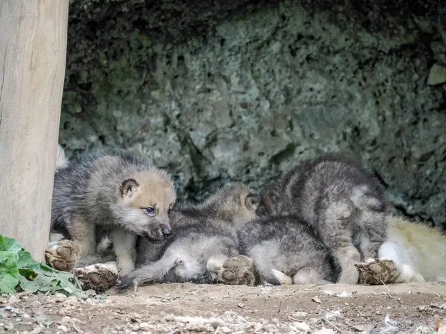 Foto: Zoo Salzburg/Angelika Köppl