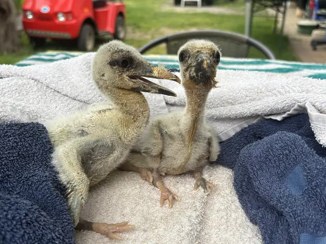 So sehen Babystörche rund eine Woche nach der Geburt aus. Das Gefieder ist noch nicht weiß, alle zwei Stunden gibt es Futter. | Foto: MeinBezirk/Waltraud Fischer