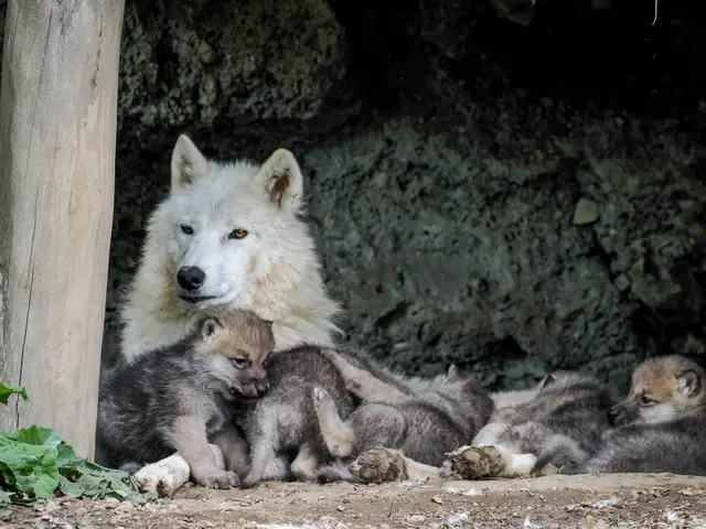 Foto: Zoo Salzburg/Angelika Köppl