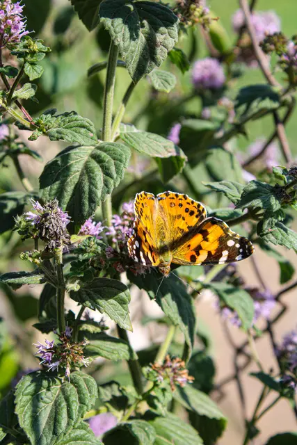 Die Grünen wollen Schmetterlinge und Wildblumen im Rathauspark schützen.  | Foto: pexels / Mehin Qehremanzade
