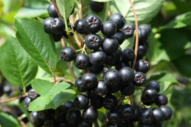 Am Aronia-Hof Rogl in Sierning erhielten die Mitglieder des Seniorenbunds Bad Vigaun interessante Einblicke in den Anbau und die Verarbeitung der gesundheitsfördernden Aronia-Beere. | Foto: Gerhard Hütmeyer