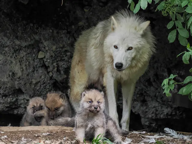 „Es ist jedes Jahr aufs Neue ein ganz besonderer Moment“, sagt Sabine Grebner über den erneuten Nachwuchs bei den Polarwölfen. | Foto: Zoo Salzburg/Angelika Köppl