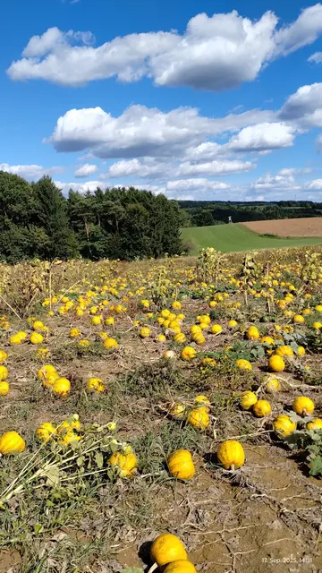 Foto: Mostschank Karner