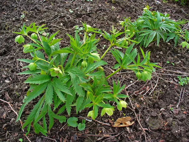 Grüne Nieswurz (Helleborus viridis) | Foto: ©  H. Zell / Wikimedia