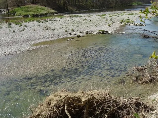 Nasenschwarm bei Rosenheim. | Foto: TUM