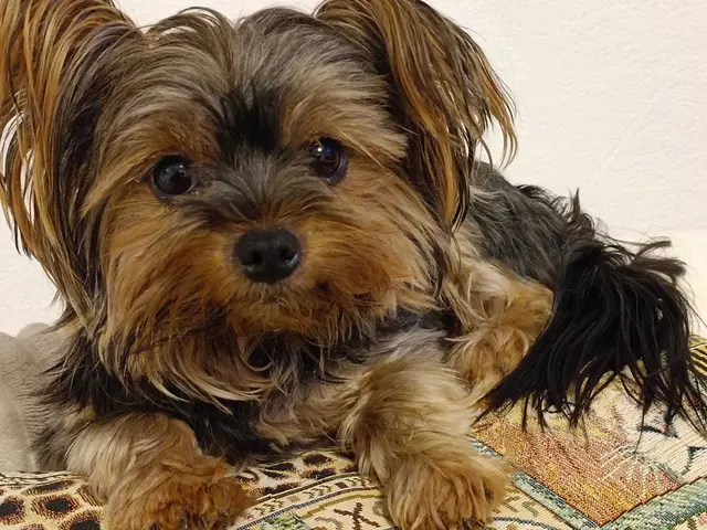 Hund überlebt Sturz in tiefen Brunnen