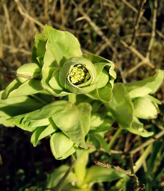 Stinkende Nieswurz (Helleborus foetidus) | Foto:  Wildfeuer / Wikimedia