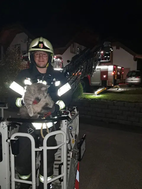 Feuerwehr holte Katze sicher vom Baum