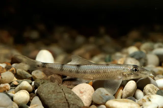 Der Fund des Steingresslings in der Fischwanderhilfe Ering-Frauenstein zeigt, dass Fischwanderhilfen Schutz- und Wiederbesiedlungsräume für seltene und bedrohte Fischarten sind. | Foto: Clemens Ratschan/Verbund