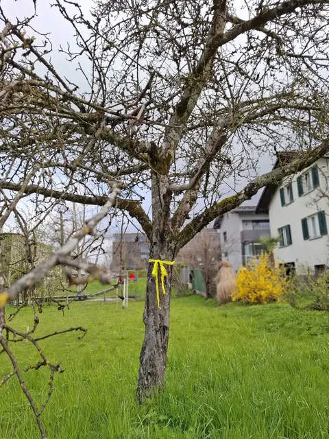 Die Bäume und Sträucher welche gelb markiert sind, laden zum Pflücken ein | Foto: Marktgemeinde Wolfurt