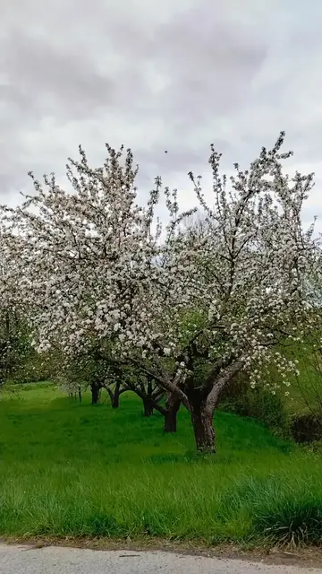 Foto: Mostschank Karner