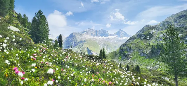 Tirols Erfolgsrezept für Artenvielfalt auf der Alm