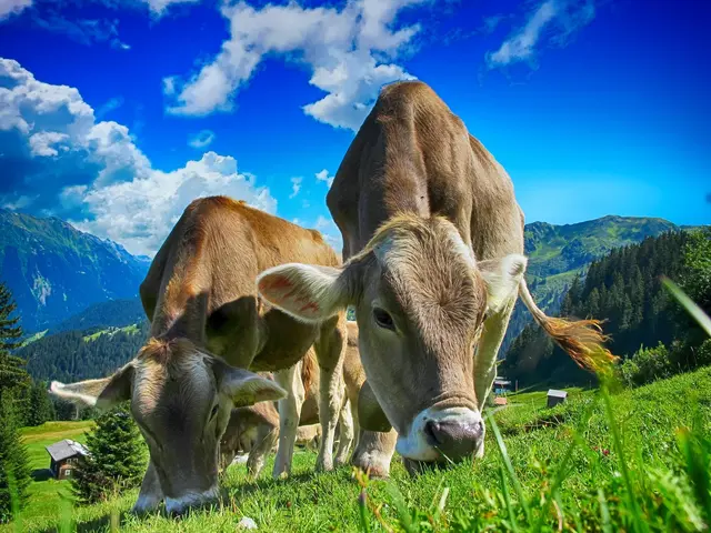Unsere Milchbauern zwischen Preisdruck und moderner Technik
