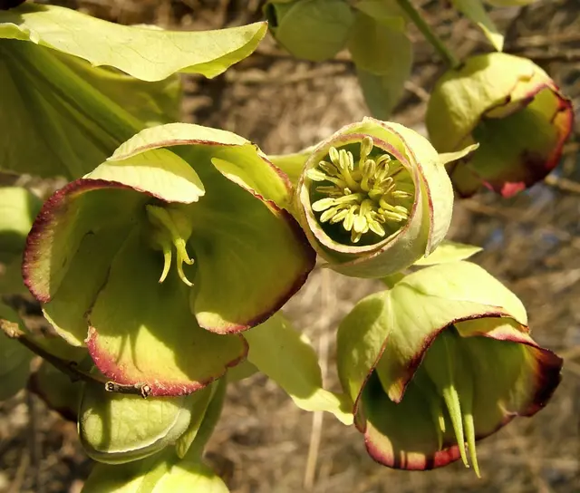 Stinkende Nieswurz (Helleborus foetidus) | Foto:  Wildfeuer / Wikimedia