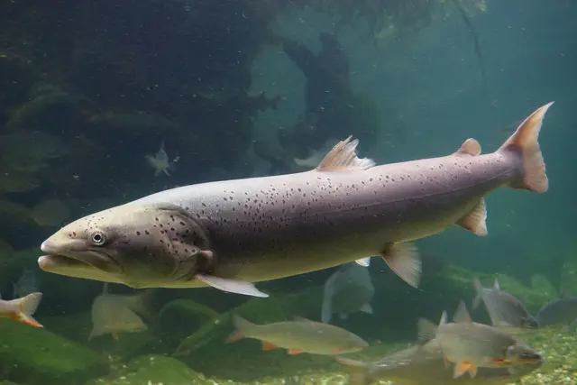 Der Huchen wird regelmäßig in Fischwanderhilfen nachgewiesen. | Foto: Clemens Ratschan/Verbund