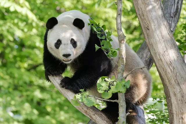 Große Pandas haben sich gut im Tiergarten Schönbrunn eingelebt