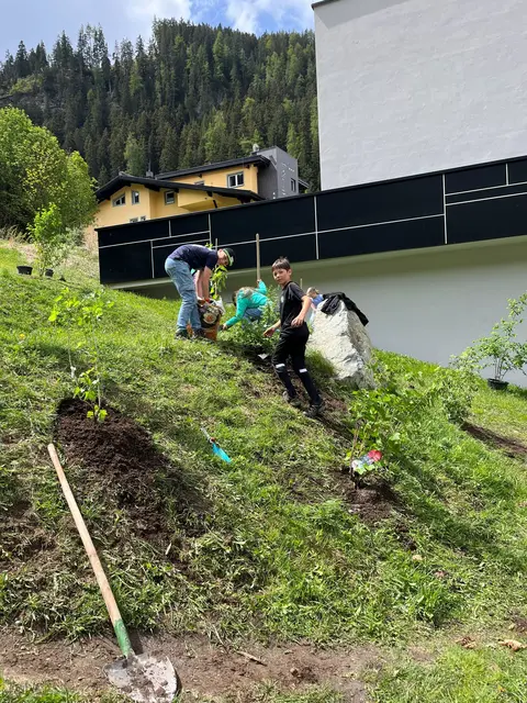 Die Sträucher sollen bald Schatten spenden. | Foto: KLAR! Oberes Gericht
