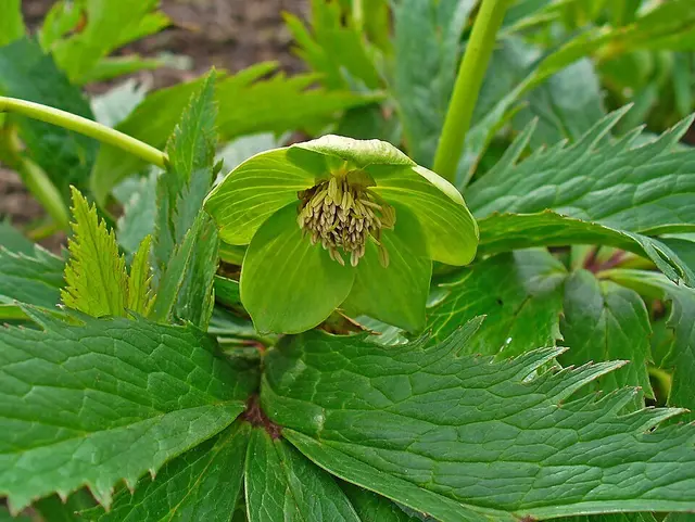 Grüne Nieswurz (Helleborus viridis) | Foto: ©  H. Zell / Wikimedia