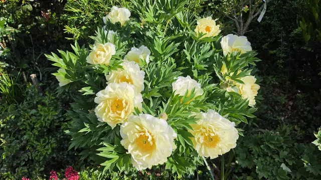Diese Pfingstrosen blühen im Garten von Anna Ambros in Stocking bei Wildon. | Foto: Gernot Ambros