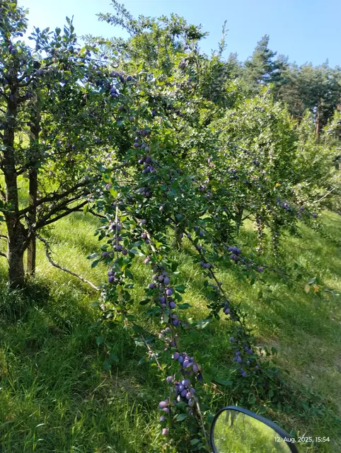 Foto: Mostschank Karner