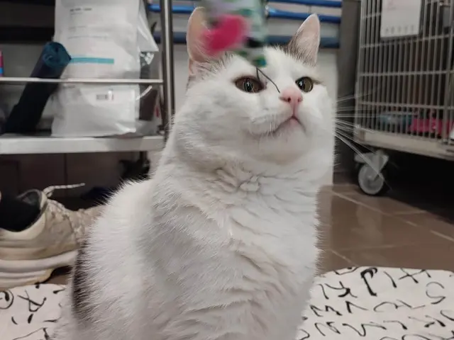 Kater Frodo geht gerne auf große Reise und holt sich Streicheleinheiten. 