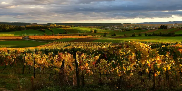 Burgenland sagt Rebzikade mit neuer Verordnung den Kampf an