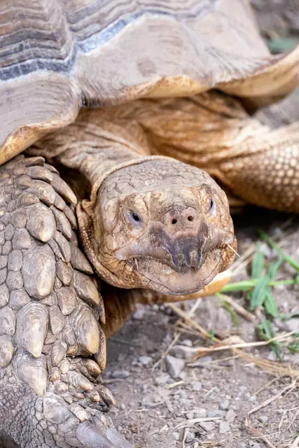 Dreibeinige Schildkröte – Verein Chüücha hilft in Güssing