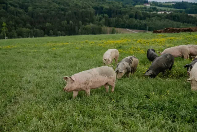 Schweinehaltung am Biohof Mascherbauer in Schwertberg. | Foto: Tourismusverband Donau Oberösterreich/CM Visuals