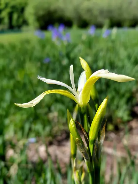 Foto: H.Bachinger