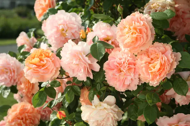 Die außergewöhnliche Rose „Château Apricot“ wird am Donnerstag, 11. Juni 2026, um 14 Uhr in der Erlebnisgärtnerei Dopetsberger feierlich getauft. Die Rosenwochen finden von 8. bis 13. Juni 2026 statt. | Foto: Kordes