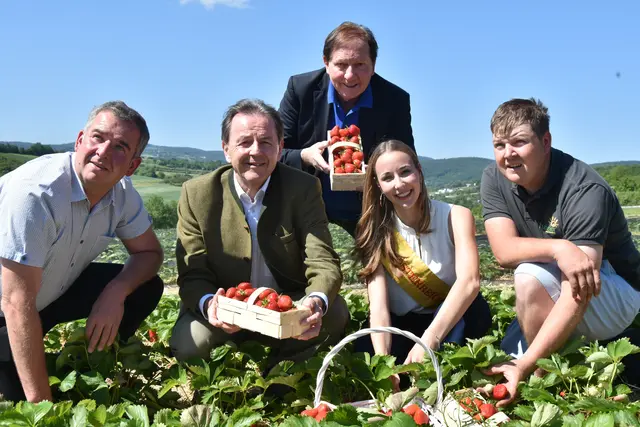 Preisvergleich, Erdbeeren selbst pflücken und Wiesens Geheimnis