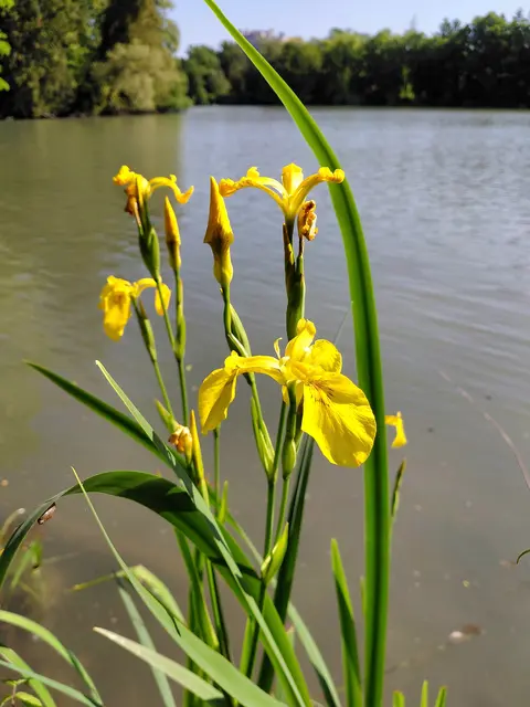 Gelbe Iris  | Foto: H.Bachinger