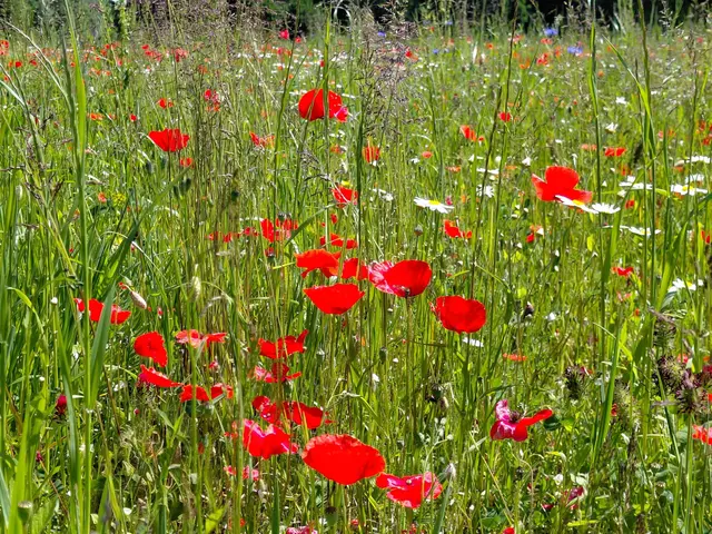 Mohnblumen, Kornblumen und Klee | Foto: H.Bachinger