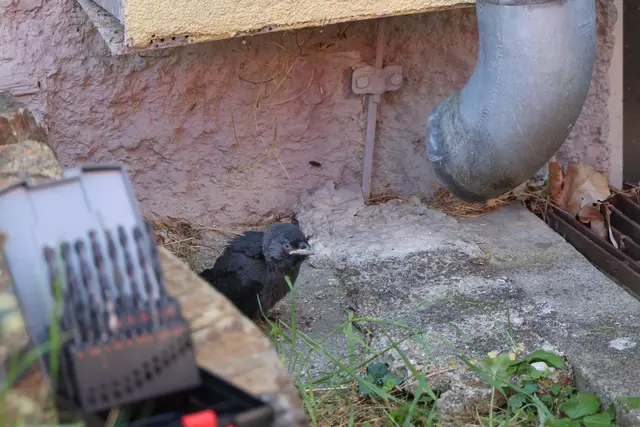 Dohle aus Dachrinnenablauf eines Mehrparteienwohnhauses gerettet