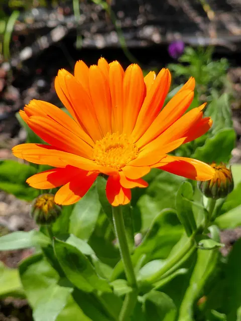 Auch die Ringelblume blüht schon! | Foto: H.Bachinger