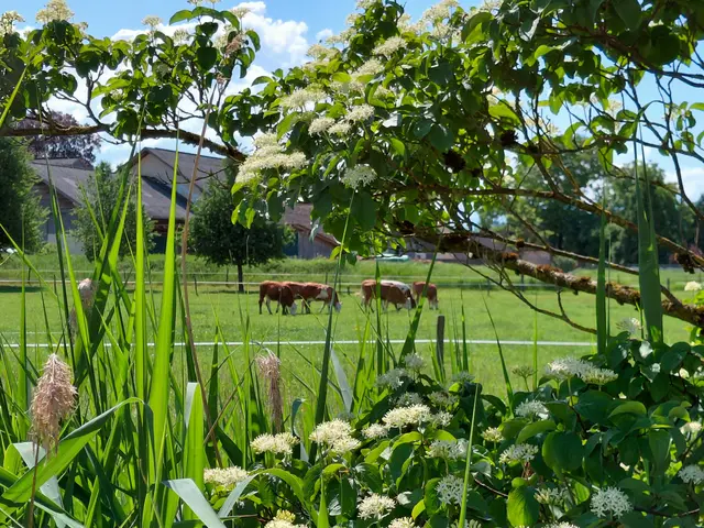 Ländliche Idylle in der Stadt  | Foto: H.Bachinger