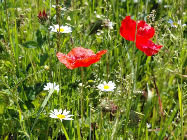 Bunte Blumenwiese  | Foto: H.Bachinger