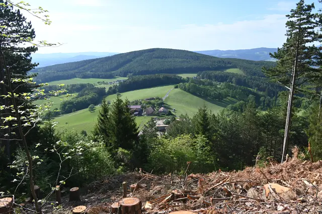 Gerodete Waldstreifen ermöglichen neue Ausblicke