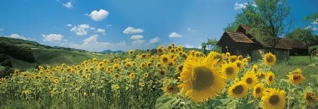 Zu sehen ist ein Sonnenblumenfeld, dahinter hügelige Landschaft und eine Holzscheune.