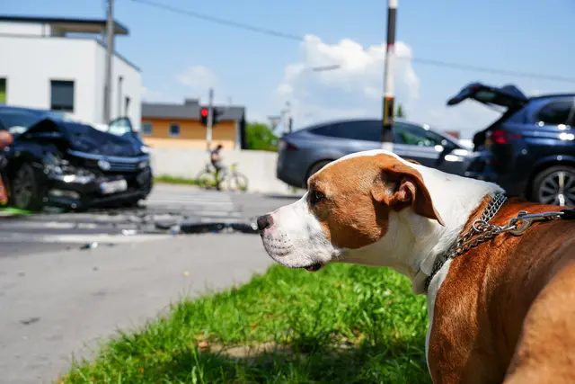 Mehrere Verletzte bei Kreuzungscrash – auch Hund betroffen